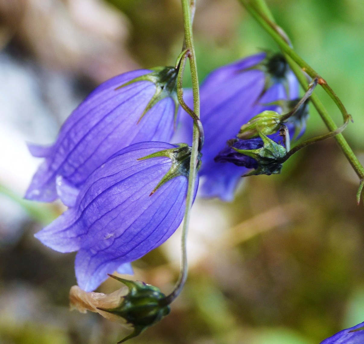 fiore di campo a San Candido (BZ)